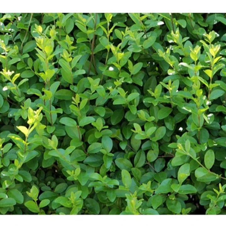 Ligustrina Planta Arbusto Ornamental 2