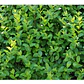 Ligustrina Planta Arbusto Ornamental - Miniatura 2