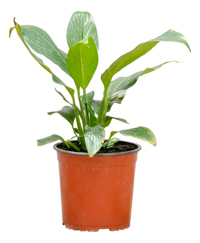 Spatifilium - Cuna De Moises - Espatifilio Planta Interior 1