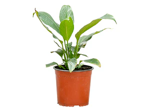 Spatifilium - Cuna De Moises - Espatifilio Planta Interior