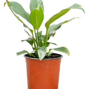 Spatifilium - Cuna De Moises - Espatifilio Planta Interior