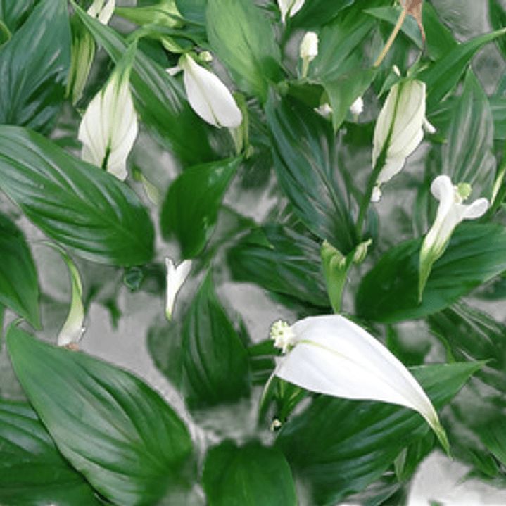 Spatifilium - Cuna De Moises - Espatifilio Planta Interior 2