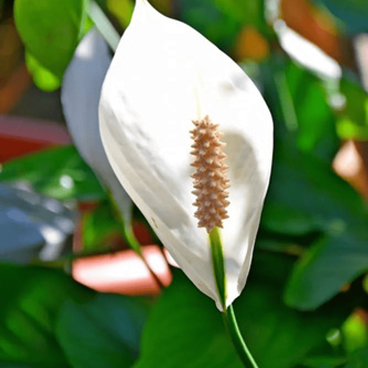 Spatifilium - Cuna De Moises - Espatifilio Planta Interior 3