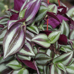 Zebrina Tradescantia Macetero Colgante Interior Pequeña