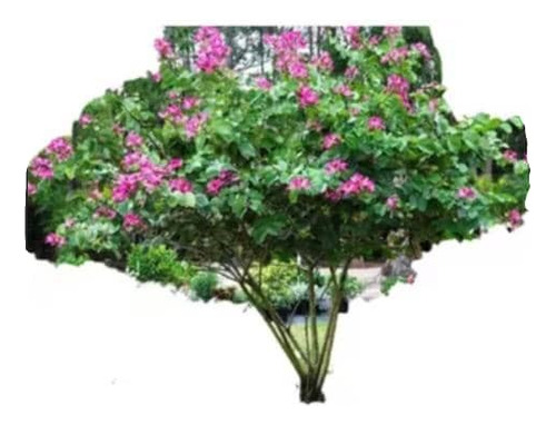 Bahuinia / Pata De Vaca Extra Pequeño Árbol Medicinal 1