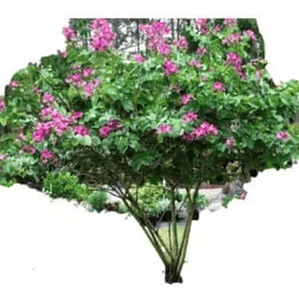 Bahuinia / Pata De Vaca Extra Pequeño Árbol Medicinal