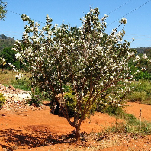 Bahuinia / Pata De Vaca Extra Pequeño Árbol Medicinal 2