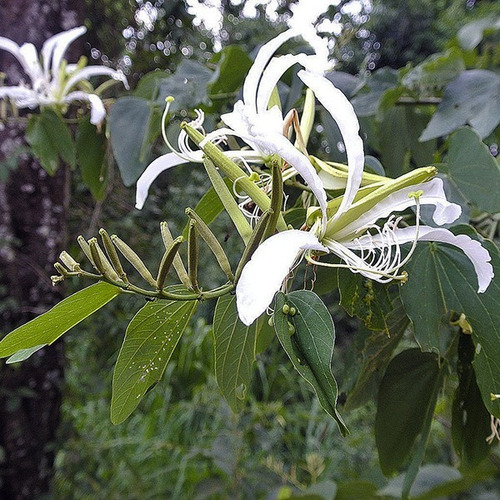 Bahuinia / Pata De Vaca Extra Pequeño Árbol Medicinal 3