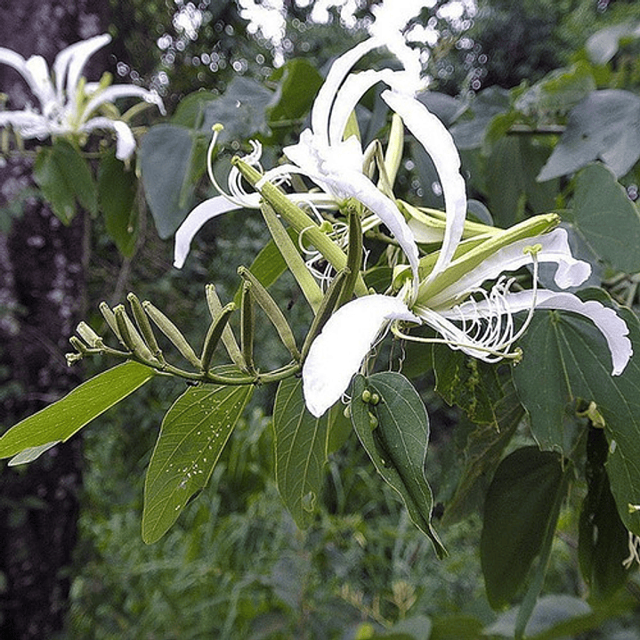 Bahuinia / Pata De Vaca Extra Pequeño Árbol Medicinal 3