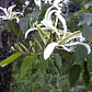 Bahuinia / Pata De Vaca Extra Pequeño Árbol Medicinal - Miniatura 3