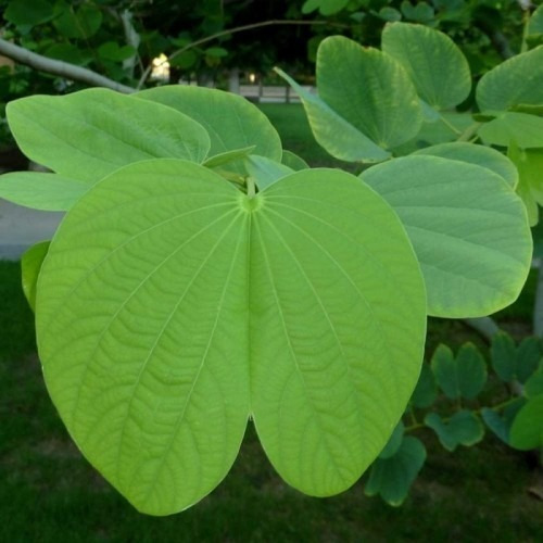 Bahuinia / Pata De Vaca Extra Pequeño Árbol Medicinal 4