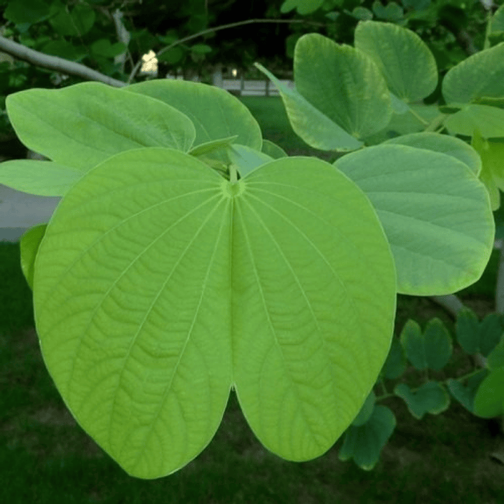 Bahuinia / Pata De Vaca Extra Pequeño Árbol Medicinal 4