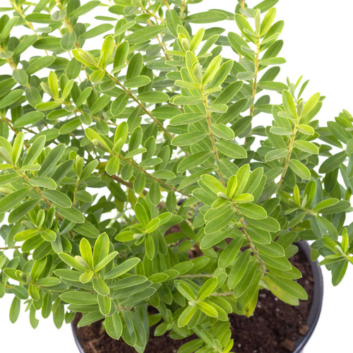 Verónica Enana Planta En Macetero Arbusto Ornamental Flor 1