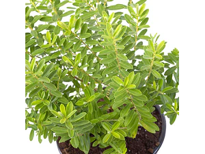 Verónica Enana Planta En Macetero Arbusto Ornamental Flor