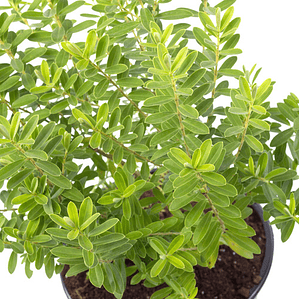 Verónica Enana Planta En Macetero Arbusto Ornamental Flor