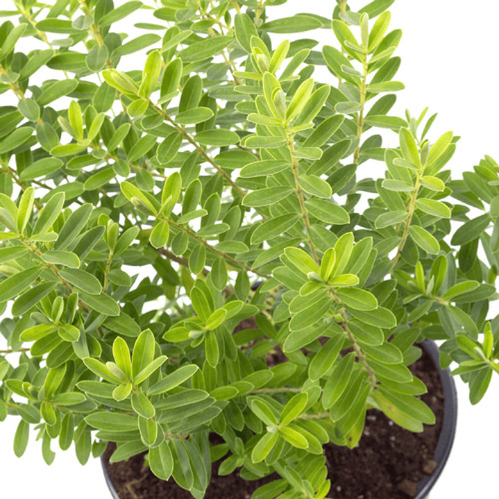 Verónica Enana Planta En Macetero Arbusto Ornamental Flor 1