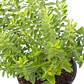 Verónica Enana Planta En Macetero Arbusto Ornamental Flor - Miniatura 1