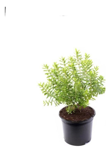 Verónica Enana Planta En Macetero Arbusto Ornamental Flor 2
