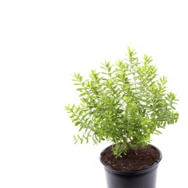 Verónica Enana Planta En Macetero Arbusto Ornamental Flor 2