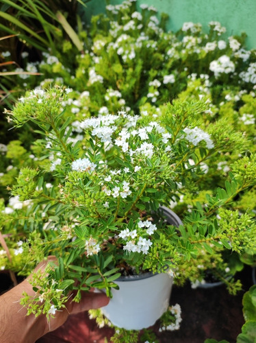 Verónica Enana Planta En Macetero Arbusto Ornamental Flor 3