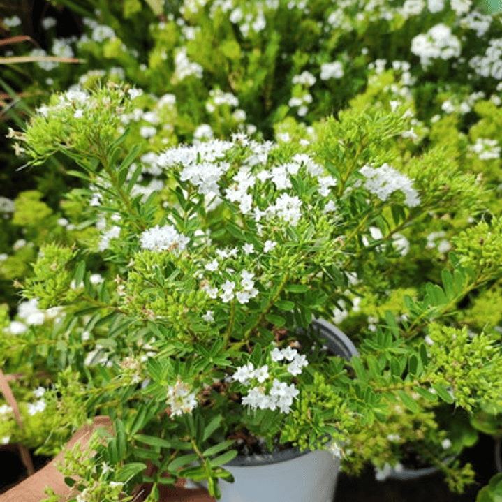 Verónica Enana Planta En Macetero Arbusto Ornamental Flor 3