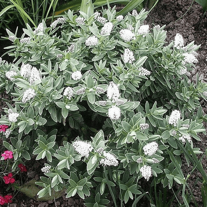 Verónica Enana Planta En Macetero Arbusto Ornamental Flor 4