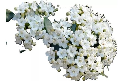 Laurentina Viburnum Tinus Arbusto Ornamental Tamaño Pequeño 1