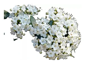 Laurentina Viburnum Tinus Arbusto Ornamental Tamaño Pequeño