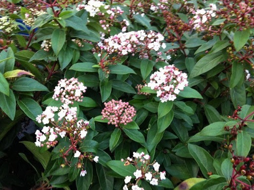 Laurentina Viburnum Tinus Arbusto Ornamental Tamaño Pequeño 2