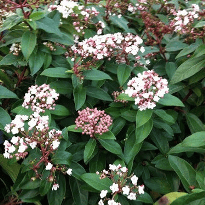 Laurentina Viburnum Tinus Arbusto Ornamental Tamaño Pequeño 2
