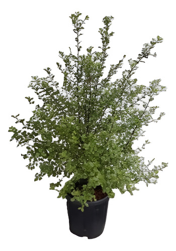 Pittosporum Nigricans Pequeño Arbusto Planta Ornamental 1