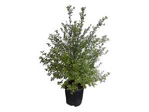Pittosporum Nigricans Pequeño Arbusto Planta Ornamental