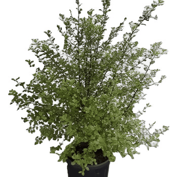 Pittosporum Nigricans Pequeño Arbusto Planta Ornamental 1