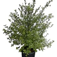 Pittosporum Nigricans Pequeño Arbusto Planta Ornamental - Miniatura 1