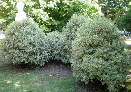 Pittosporum Nigricans Pequeño Arbusto Planta Ornamental 2