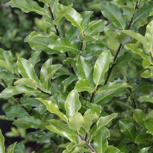 Pittosporum Nigricans Pequeño Arbusto Planta Ornamental 3