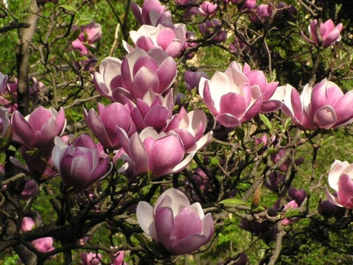 Magnolia Soulangeana M Árbol Ornamental 1