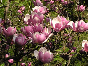 Magnolia Soulangeana M Árbol Ornamental