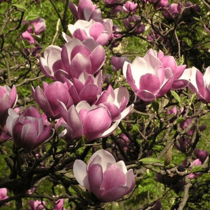 Magnolia Soulangeana M Árbol Ornamental 1