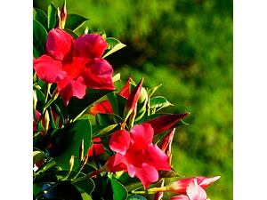 Dipladenia Roja / Rosada Planta Ornamental
