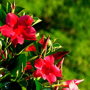 Dipladenia Roja / Rosada Planta Ornamental