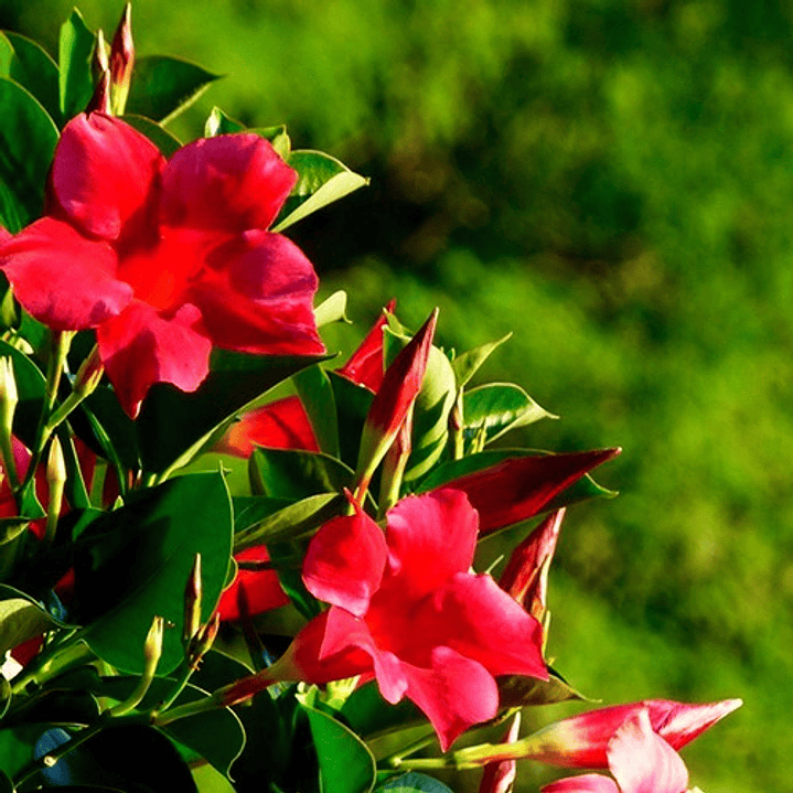 Dipladenia Roja / Rosada Planta Ornamental 1