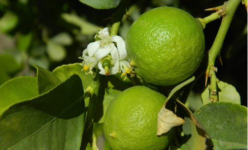 Limón Pica Limonero Frutal Injertado 2