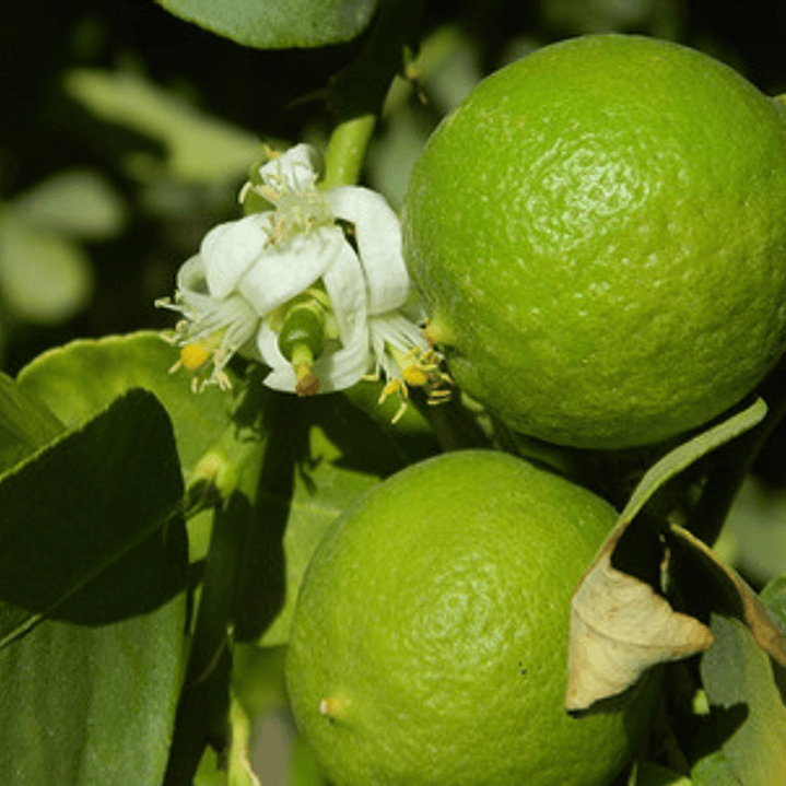 Limón Pica Limonero Frutal Injertado 2