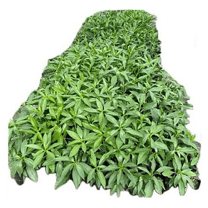 Pack De 10 Miosporo Arbustivo Para Cierre