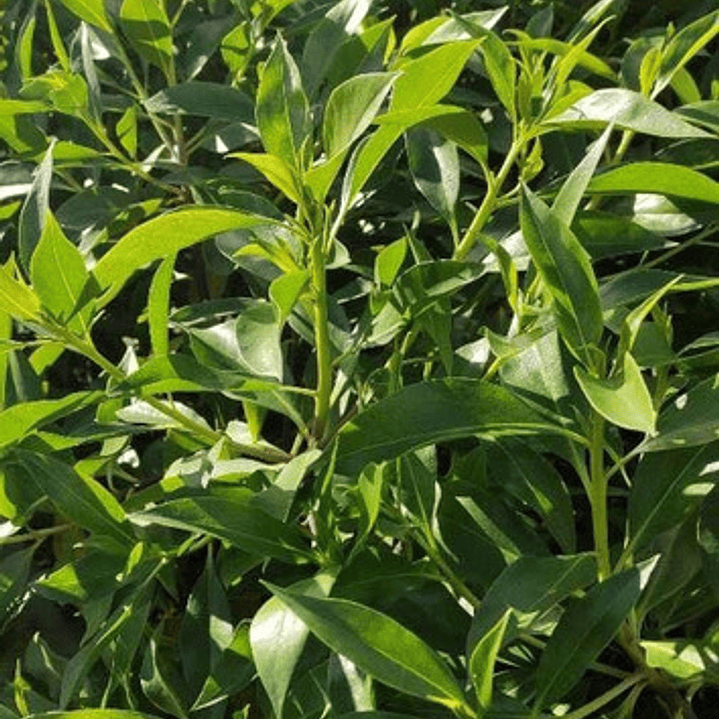 Pack De 10 Miosporo Arbustivo Para Cierre 3