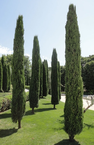 Pino Piramidal 3 Metros / Ciprés Columnar / Árbol Ornamental 1