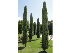 Pino Piramidal 3 Metros / Ciprés Columnar / Árbol Ornamental