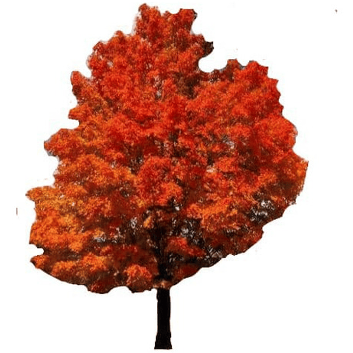 Roble Americano 3 Mts Árbol Planta Ornamental 1