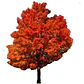 Roble Americano 3 Mts Árbol Planta Ornamental - Miniatura 1